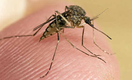 Homeowners are being advised to clean up yards and any areas where water may lie as humid weather following heavy rains provides peak breeding conditions for mosquitoes. Homeowners are being advised to clean up yards and any areas where water may lie as humid weather following heavy rains provides peak breeding conditions for mosquitoes.